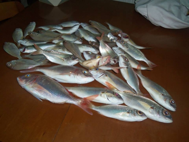 Fishing championships 